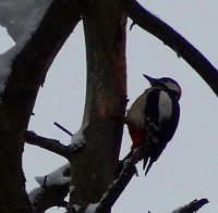 Season's Greetings 2013